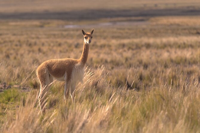 2-Day Tours from El Calafate: Torres del Paine & Perito Moreno - The optional boat ride adds a lower viewpoint