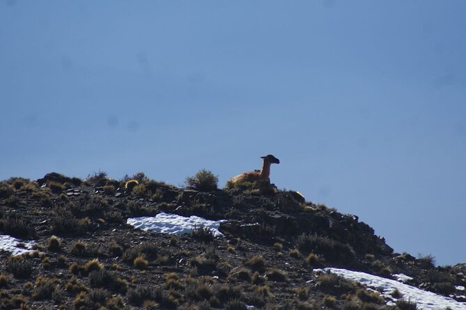 4WD Adventure in Mendoza: Explore the Villavicencio Reserve - What to bring and how to handle the day