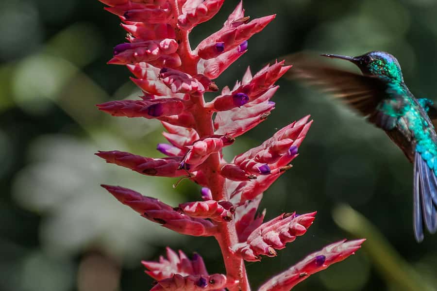 5-Day Iguazu Falls: Jungle Lodge & Airfare from Buenos Aires - Practical advice before you go
