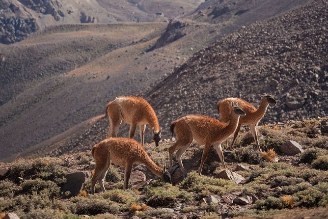 6-Day Andes Crossing from Mendoza to Chile by Horse - Day 1: From Mendoza wine country to a mountain refuge