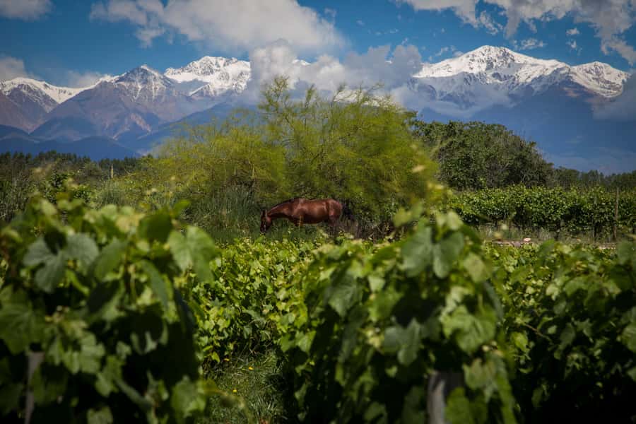 Adventure & Flavor: Breakfast, Rafting & Asado in Mendoza - The Asado at Argentina Rafting