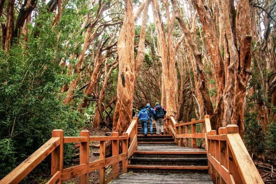Bariloche: Arrayanes Forest and Victoria Island Tour - Victoria Island at Anchorena Port