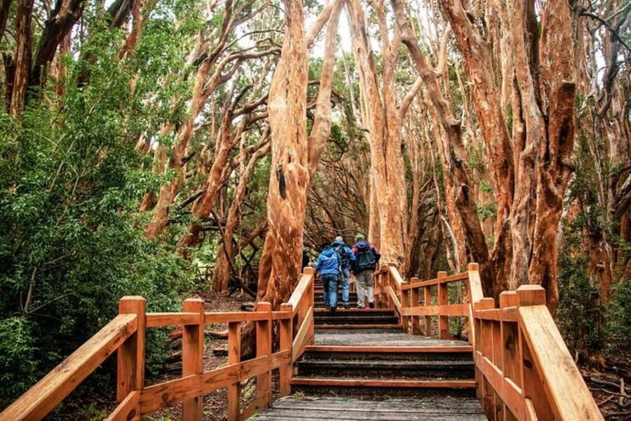 Bariloche: Arrayanes Forest and Victoria Island Tour - Who will enjoy this outing most