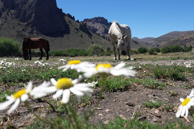 Bariloche Horseback Riding & Traditional Argentine Barbecue Tour - A former school becomes the ranch dining room