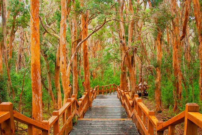 Bariloche Victoria Island and Arrayanes Forest - Key points to know before you book