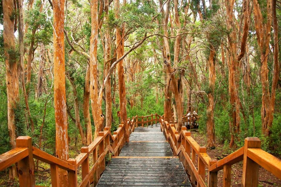 Bariloche: Victoria Island and Arrayanes Forest Navigation - Is $220 a fair price?