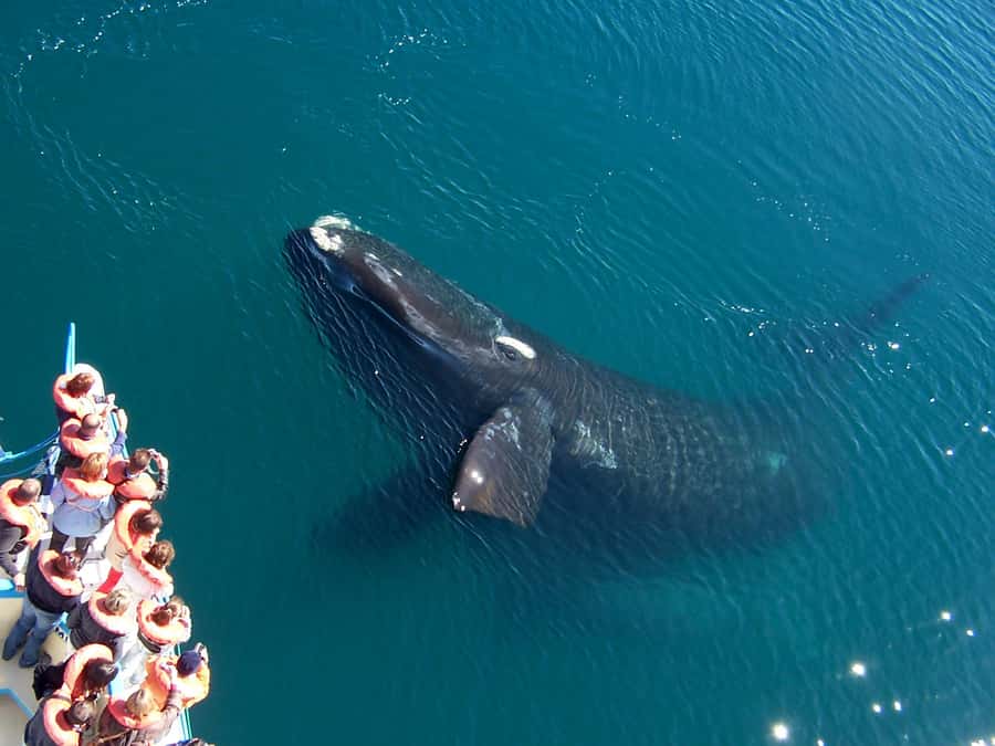 Best Tour to Peninsula Valdes - Marine animals beyond the whales