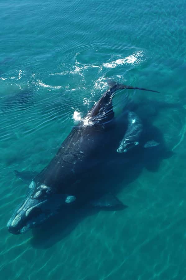 Best Tour to Peninsula Valdes - What the guide adds to the experience