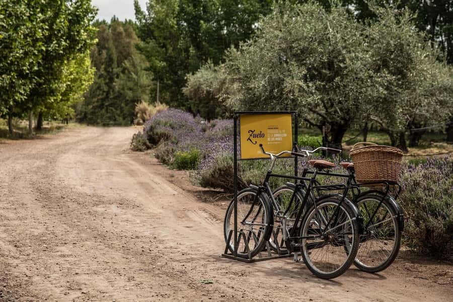 Bike Tour at Zuccardi: Olive Oil, Wine Tasting & Lunch - Why this Zuccardi outing works so well