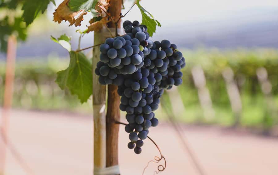Bike Tour at Zuccardi: Olive Oil, Wine Tasting & Lunch - What the $205 price includes