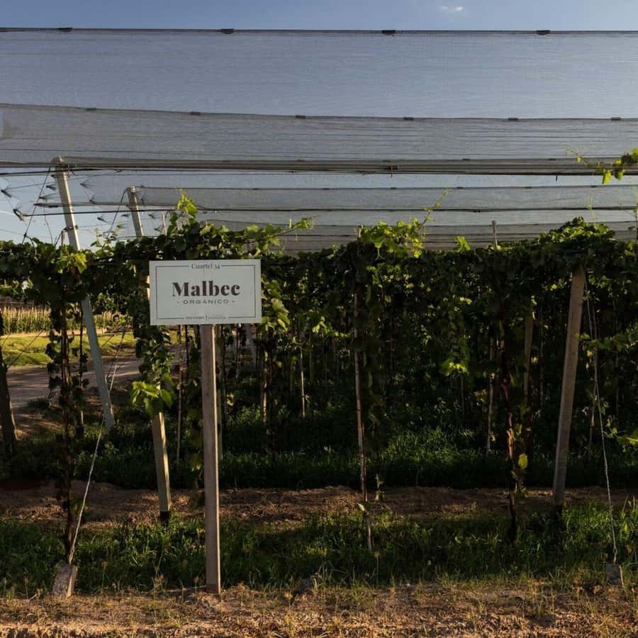 Bike Tour at Zuccardi: Olive Oil, Wine Tasting & Lunch - Who should book this experience?