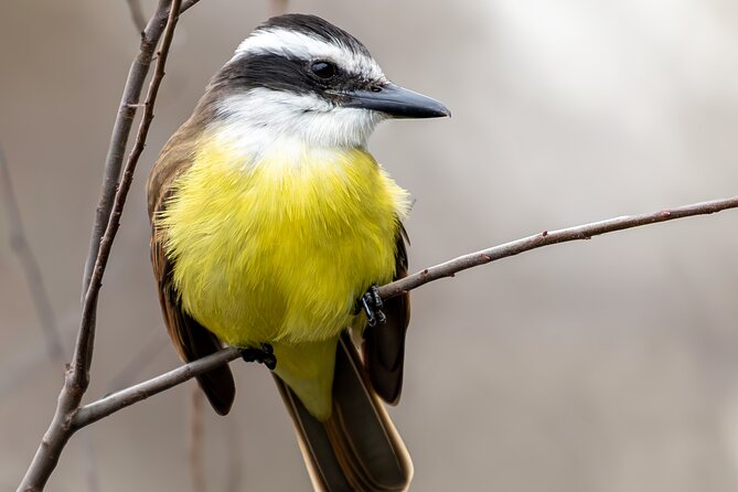 Bird watching and nature in Costanera Sur Ecological Reserve - Lagoons, river views, and native fauna
