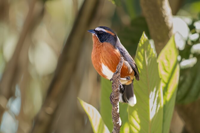 Bird watching and nature in Costanera Sur Ecological Reserve - What the three-hour itinerary feels like