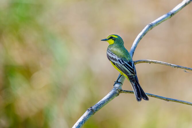 Bird watching and nature in Costanera Sur Ecological Reserve - How much value do you get for $90?