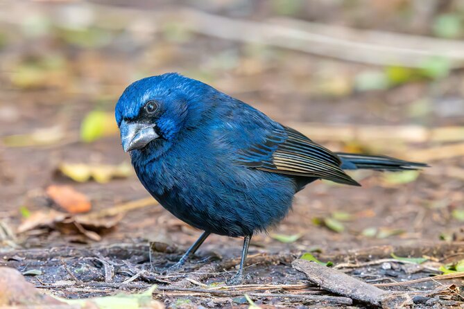 Bird watching and nature in Costanera Sur Ecological Reserve - The 8:00 am start and the ride to the reserve