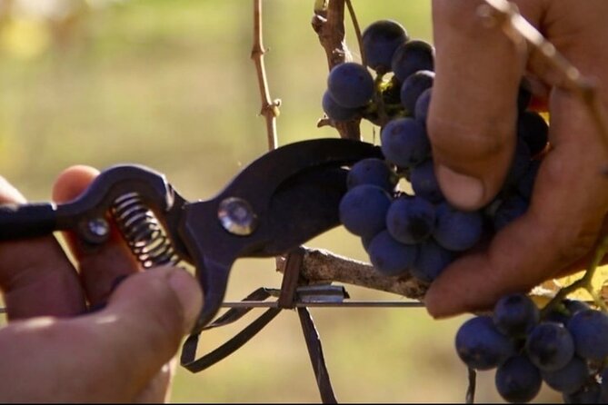 Bodega Gamboa Small-Group Wine Tasting Tour with Lunch - Lunch is the main event