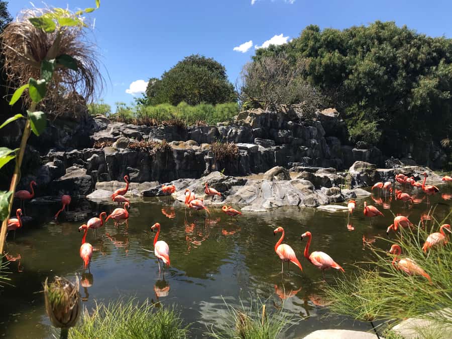 Buenos Aires: Bioparque Temaiken with Transfers - Why Temaikèn Makes a Good Day Trip