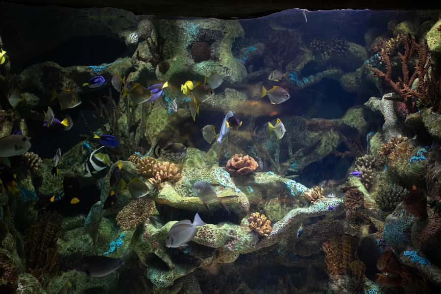 Buenos Aires: Bioparque Temaiken with Transfers - Who Will Enjoy This Most