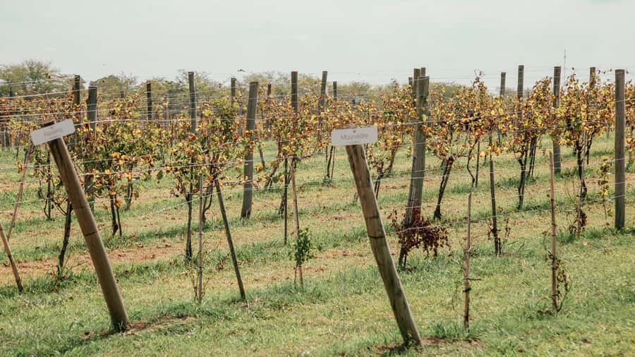 Buenos Aires: Lunch and Wine Tasting at Bodega Gamboa - Why Bodega Gamboa makes sense from Buenos Aires