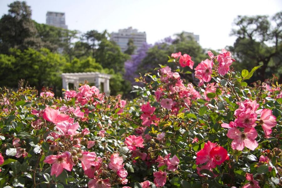 Buenos Aires Private City Tour with a local guide - Palermo brings gardens and modern sculpture