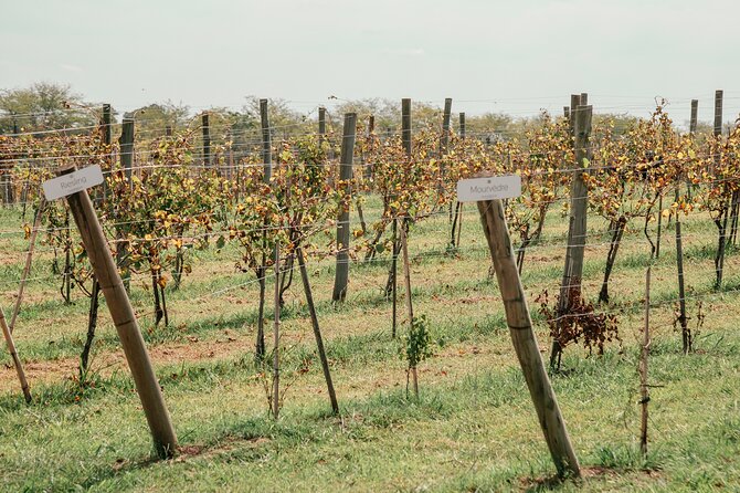 Buenos Aires: Wine Tasting and Lunch at Bodega Gamboa - Arriving at a young Buenos Aires winery