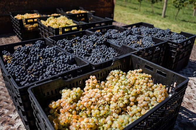 Buenos Aires: Wine Tasting and Lunch at Bodega Gamboa - The tasting: Malbec, Pinot Noir, and more