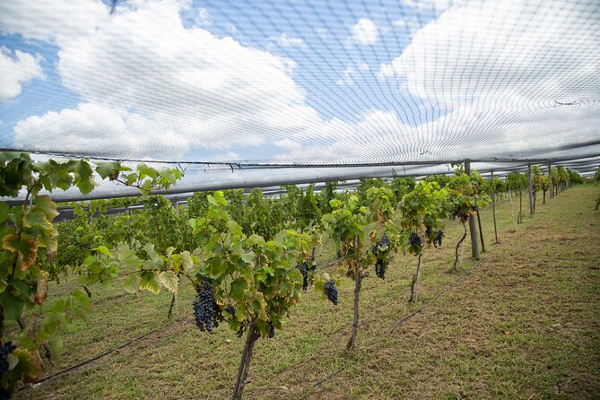 Buenos Aires: Wine Tasting and Lunch at Bodega Gamboa - How the setting compares with Mendoza