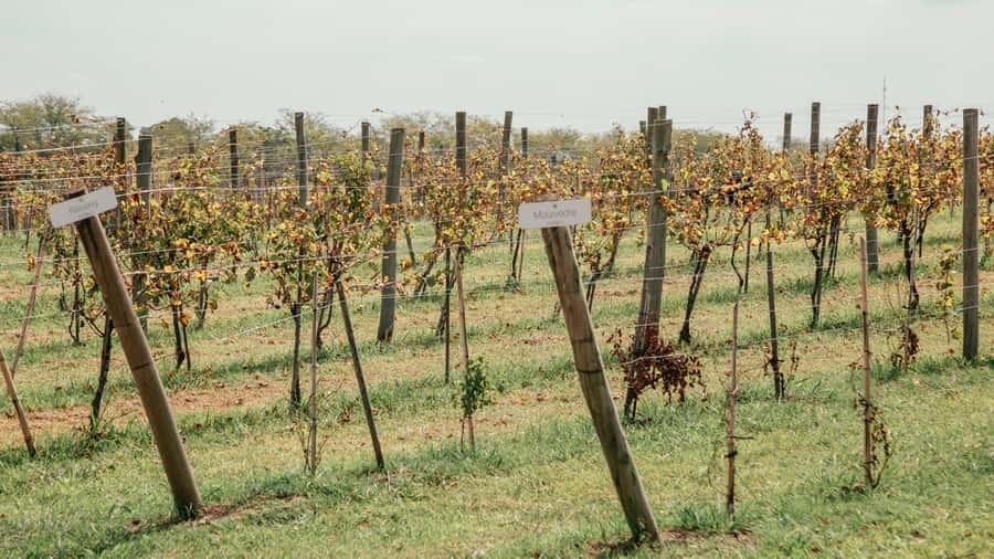 Buenos Aires: Wine Tasting & Lunch at Gamboa Vineyard - Inside Bodega Gamboa