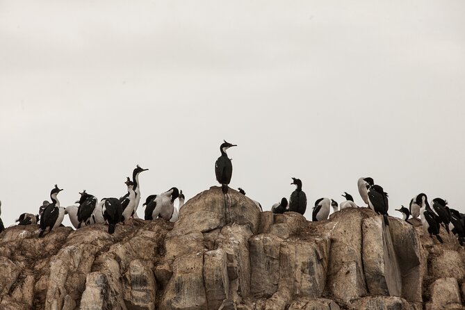 Catamaran Tour through the Beagle Channel and Penguins in Isla Martillo - Birdlife at Isla de los Pajaros