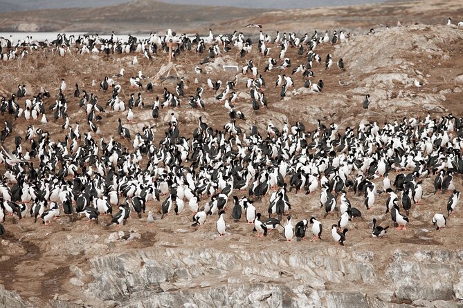 Catamaran Tour through the Beagle Channel and Penguins in Isla Martillo - Martillo Island and the penguin colony