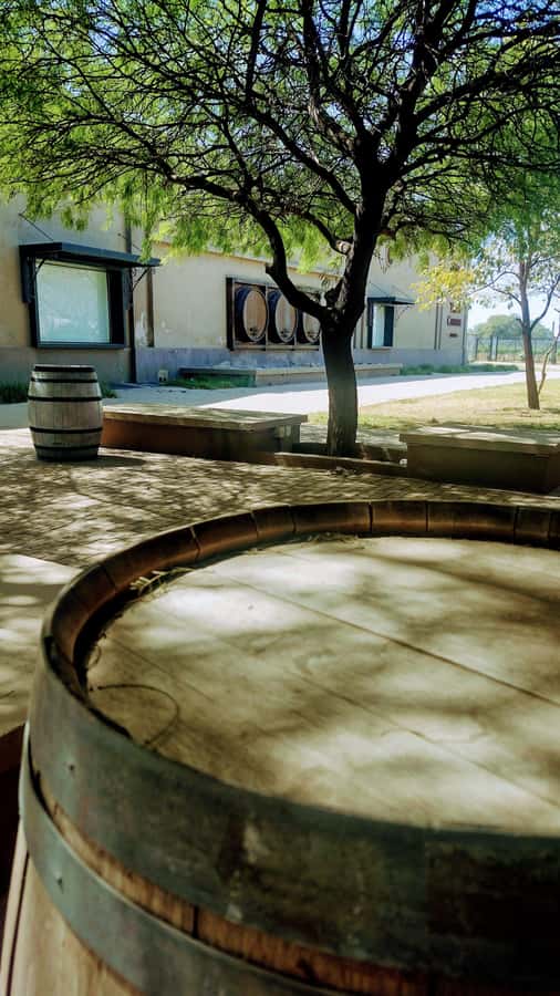 Córdoba: Wine Tour Privado a Colonia Caroya - Día completo - First winery: start with the vines