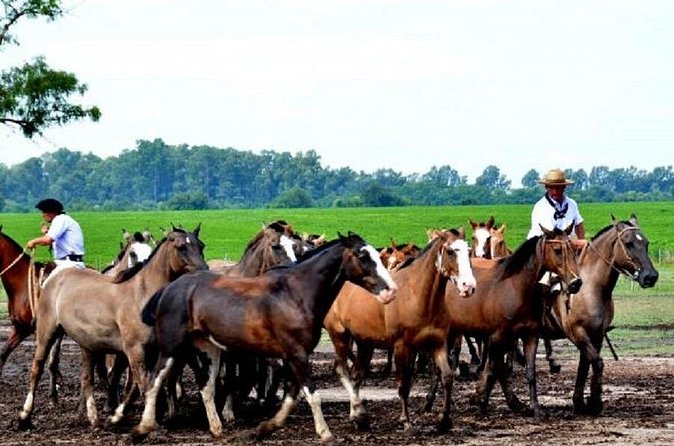 Country Day in Estancia Santa Susana from Buenos Aires. - A sulky ride and time outside
