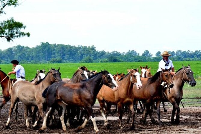 Country Day in Estancia Santa Susana from Buenos Aires. - What the guide and group size mean