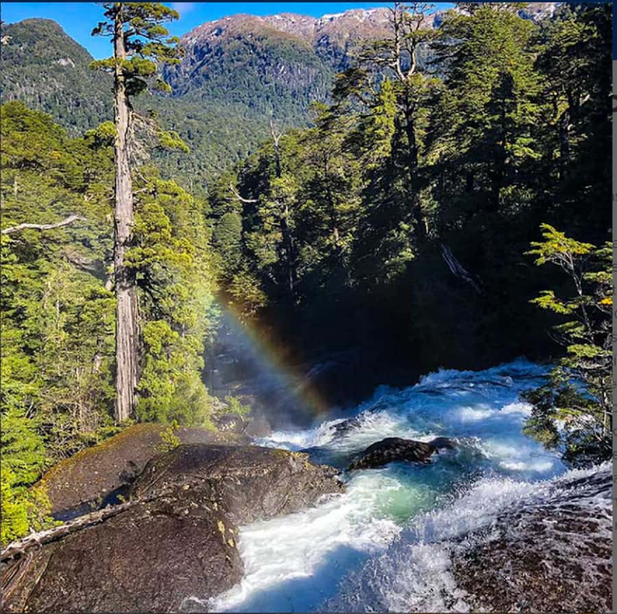 Crossing to Puerto Blest and Cascada de los Cántaros - Puerto Blest: forest, water, and a quieter shoreline