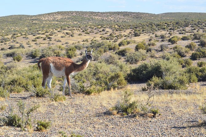 Cruise Shore Excursion Peninsula Valdes - Pto Madryn - Patagonia - Argentina - Leaving Puerto Madryn for Peninsula Valdes