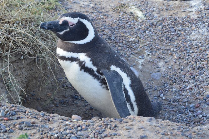 Cruise Shore Excursion Peninsula Valdes - Pto Madryn - Patagonia - Argentina - El Desempeño: a useful first stop