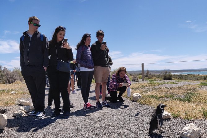 Cruise Shore Excursion Punta Tombo with Boxlunch from Pto Madryn - Key points to know before you go