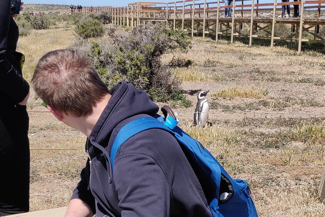 Cruise Shore Excursion Punta Tombo with Boxlunch from Pto Madryn - Lunch, transport, and the $120 price