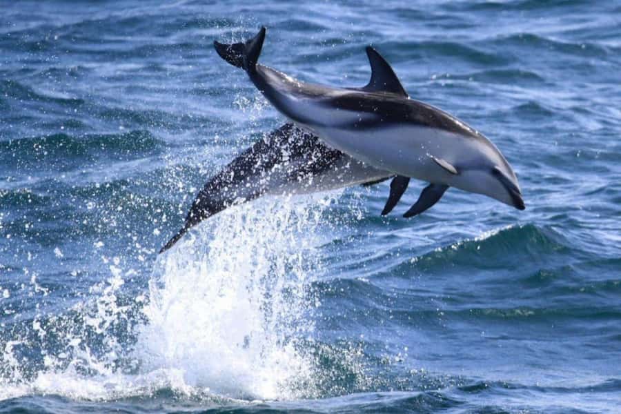 Dolphin Watching Adventure - Passing Punta Loma’s sea lion colony