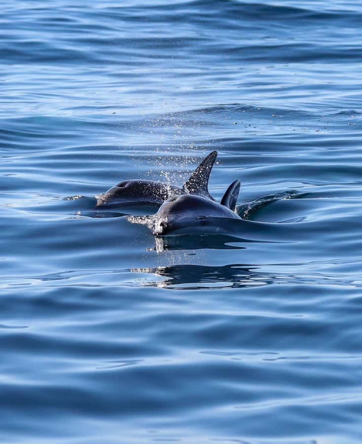 Dolphin Watching Adventure - Practical advice for a smoother outing