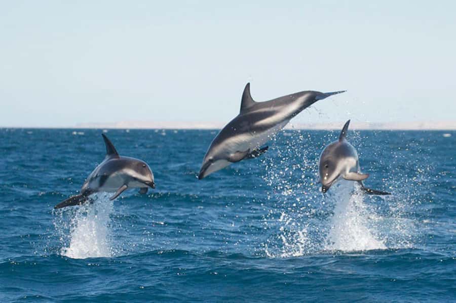 Dolphin Watching Adventure - Searching Golfo Nuevo for Dusky Dolphins
