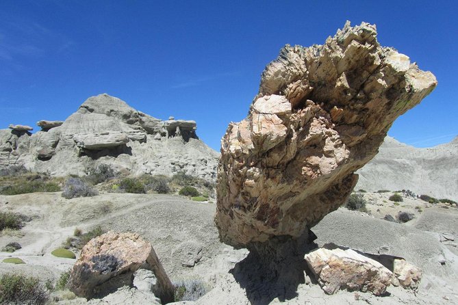 El Calafate: Day Trip to the spectacular Petrified Forest La Leona - Key points at a glance