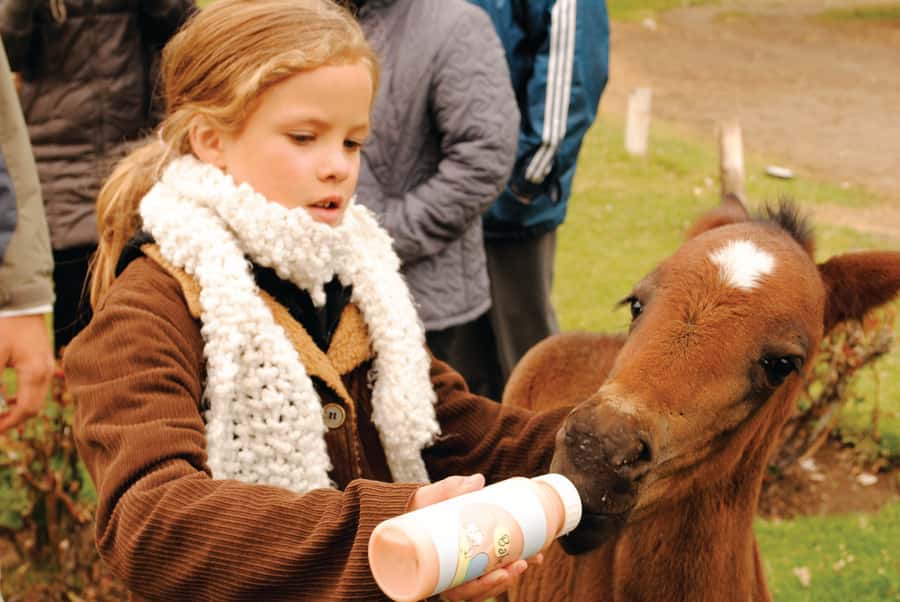 El Calafate: Estancia 25 de Mayo Tour with Dinner & Transfer - Key points to know before booking