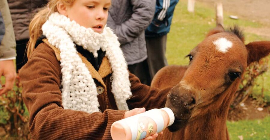 El Calafate: Estancia 25 de Mayo Tour with Dinner & Transfer - Along the Calafate Stream and into the old shearing shed