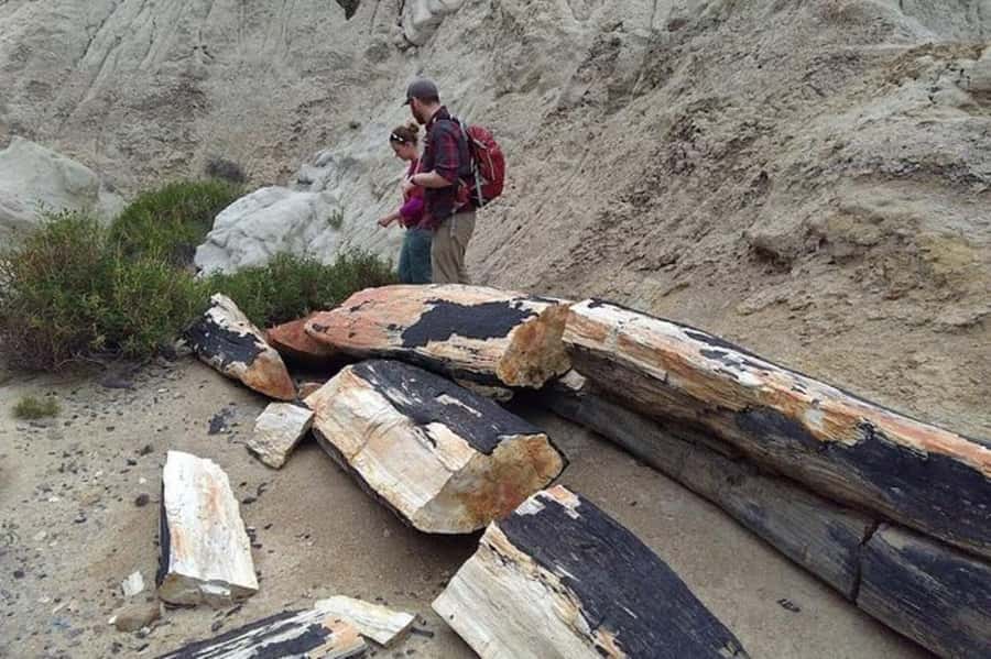 El Calafate: La Leona Petrified Forest & Fossils Trek - Who should book this hike?