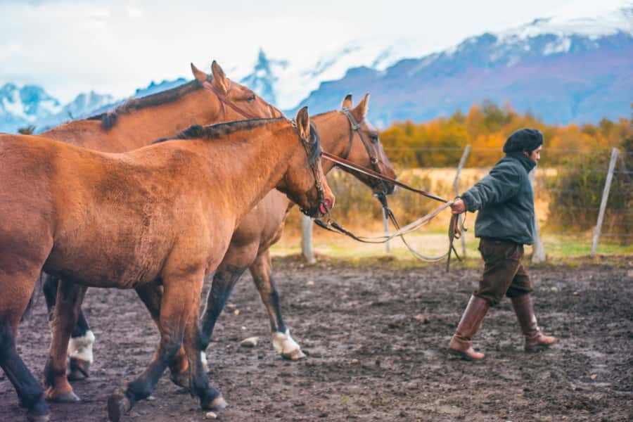 El Calafate: Nibepo Aike Ranch with Horseback Riding - A 45-minute ride with a baqueano