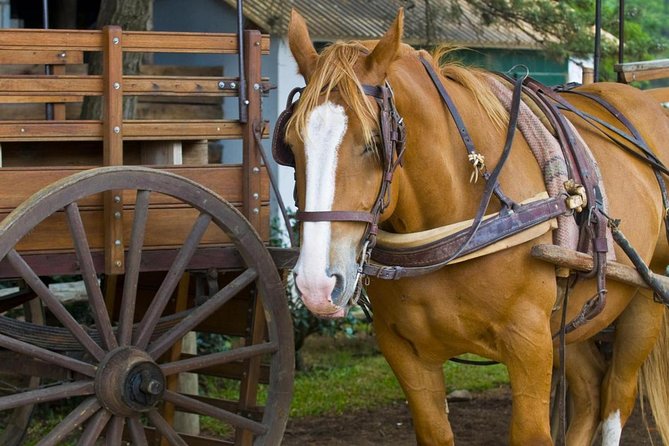 Fiesta Gaucha and Day Ranch in Santa Susana Ranch - The afternoon snack and the return to Buenos Aires