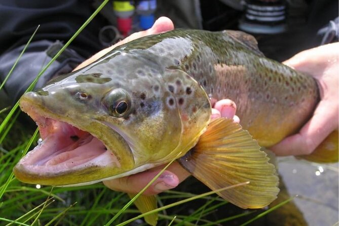 Fishing Trip On The Nahuel Huapi, Moreno Or Gutiérrez Lakes - The guides and the small touches