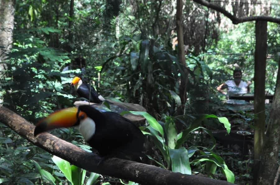From Buenos Aires: 3-Day Iguazu Falls Tour with Airfare - Day one: flying north and reaching the falls