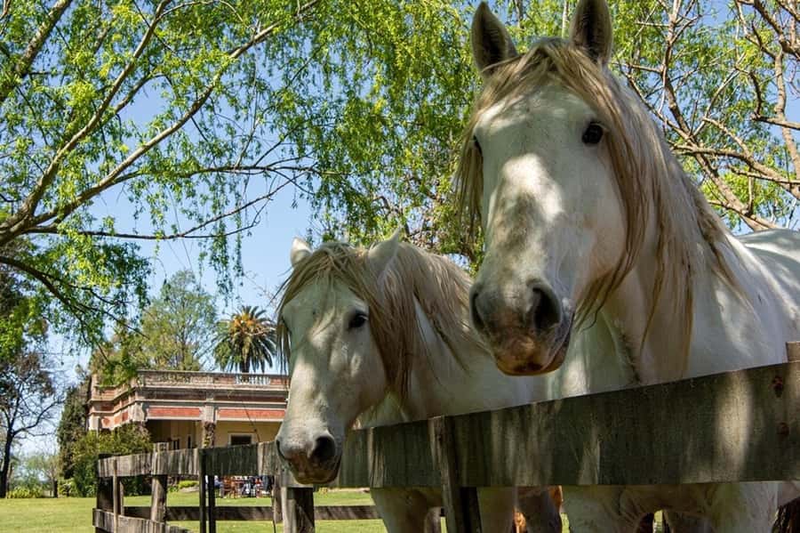 From Buenos Aires: Gaucho and Ranch Day Tour - Who should book this Pampas day trip